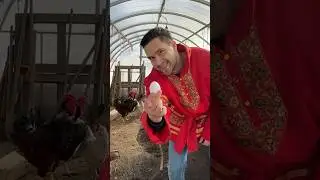 Драчена с яйцами от Русича 🔥
