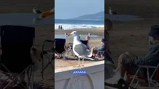 Как я АДАПТИРОВАЛАСЬ к жизни в США🇺🇸😱🤪 часть 4 #travel #америка #путешествия #usa #сша
