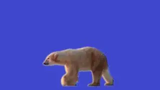 Polar bear chroma key green screen effect