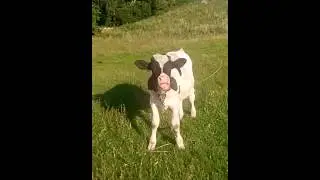 Бык кунимастер