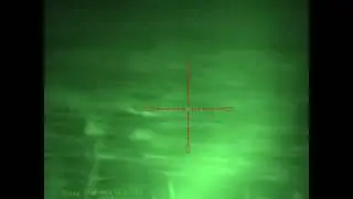 зайцев развелось пипец😳
