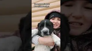 Тимерташ Лагран (резерв) щенок среднеазиатская овчарка алабай питомника ТИМЕРТАШ свободные щенки