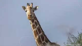 Iridium and The Smithsonian Team Up to Protect Wildlife