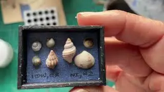 Making a Shell Display Case for Bliss House.