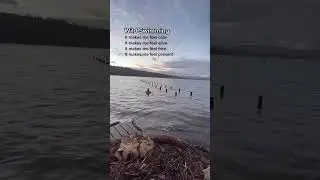 How does wild swimming make you feel?