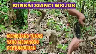 BONSAI SIANCI MELIUK//MEMBUANG TUNAS YANG MENGGANGGU PERTUMBUHAN