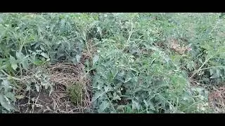 Most Sensitive stage of TOMATO Growth. Flowering and Fruiting stage.