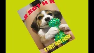А вот и он! Бигль Барни,первый день!