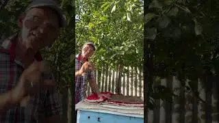 Подкормки провожу поздно вечером🐝🐝🐝🐝🐝