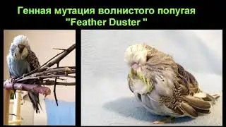 Генная мутация волнистого попугая, фэзэр дастер.