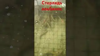 Стерлядь альбинос(та у которой белая икра)