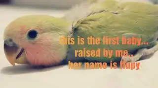 Story of love birds