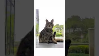 Two Art-Loveing Cats Strive to Enter Art Museum #cat #catvideos #straycat