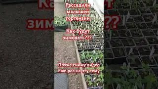 Как и где будут зимовать маленьки черенки гортензии??#гортензииметельчатые