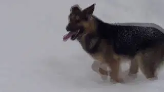 North