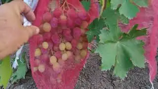 АССОРТИ ГФ ВИНОГРАДА НА 05.08.2024г. (Первый участок).ТЕЛ: 8989 538 12 89.