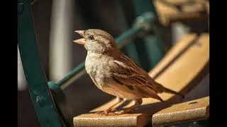birds singing no copyright sound effect