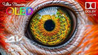 ULTRA MASSIVE OLED 4K Display Test | HDR Dolby Vision 240fps (4K/8K Video TV)