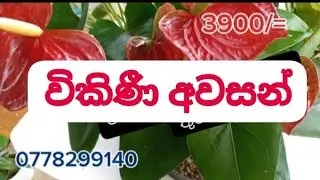 😍😍 පැකේජ අංක #27 ලස්සනම ලස්සන මෙයාලා ඔයාගෙම කර ගන්න.. 🤗🤗