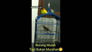 Trucukan Gacor