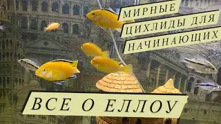 Самая популярная малавийская цихлида - Мирные цихлиды.