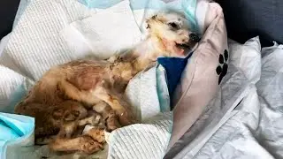 Children played with a dying puppy and abandoned him! He was screaming for help!