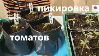 Tomatoes for Beginners: The Secret to Strong Root Systems in Tomato Seedlings