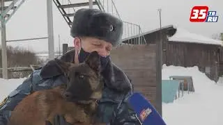 Служебные собаки Султан и Соломон приступили к тренировкам в УФСИН
