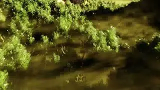 5000 Forest Trees Rendered with Blender