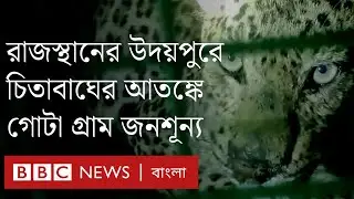 রাজস্থানে চিতাবাঘের আতঙ্কে গোটা গ্রাম জনশূন্য। BBC Bangla