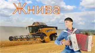 Жнива