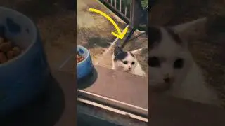 Stray Kitten Climbs Onto A Balcony In Search Of Food, And Then... #catlover #catshorts