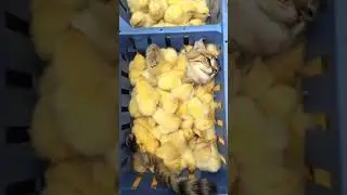 Find the Cat Impostor 😂😂