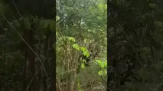 Aumenta o salário mínimo trabalhando em casa 🌍 E Valoriza o Produtor Rural 