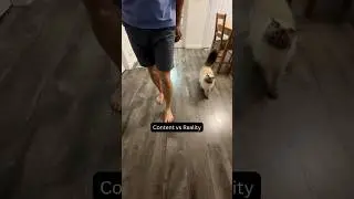 How Cat Videos are REALLY made