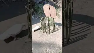 Wow Amazing Pigeon Bird Trap. #shortvideo #birds #animaltrap