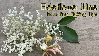 Making Homemade Elderflower and Honeysuckle Wine (Includes Foraging Tips)
