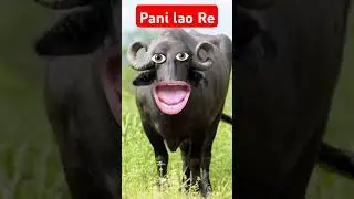 pani lao Re #comedy #cow #animals #funny #memes