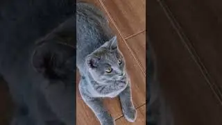 Cute British shorthair kitten ❤ #cutecat #britishshorthairkittens #catshorts #kitten #kittens