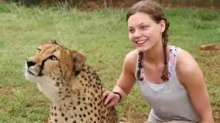 Cute Baby Lions All Grown Up