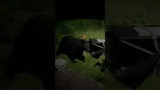 Big black bear loves birdseed!