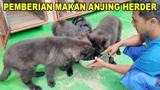 Pemberian Makan Di Peternakan Anjing Herder