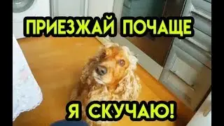 Спаниель Сёма скучает за хозяином