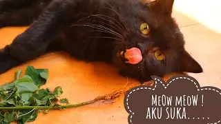 KUCING LUCU BIKIN GAGAL LARI PAGI ! 🐈Daily