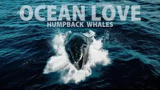 Ocean Love - The Story of a Humpback Whale Family (4K Aerial Wildlife)