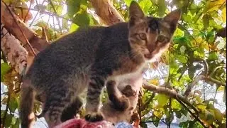 Kitten helps in Catching another kitten / Jolly Cat 🐈 / Smart Cat / Stray Kitten/ Street Kitten