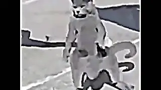 Bruh Cat in Real!