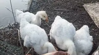 Рыбалка на болоте с утятами и гусятами .