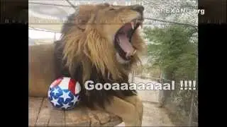 Lazy Lion Cheers USA Soccer Team