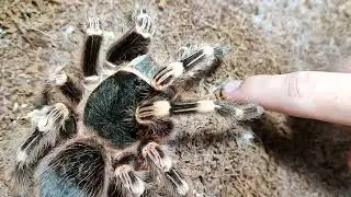 I'm trying to piss off the tarantula. Will it bite me or not?